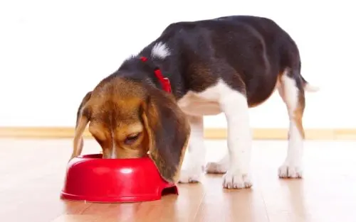 Why Was the FDA Investigating a Possible Link Between DCM and Grain-Free Diets?
