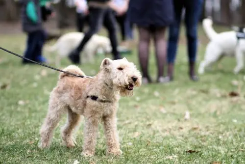 Wire Fox Terrier