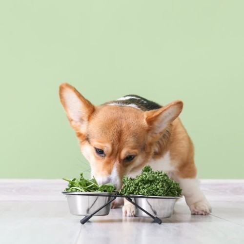  Can Dogs Eat Kale or Other Leafy Vegetables