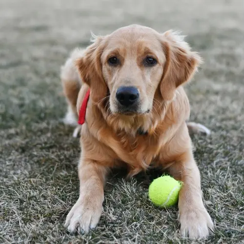 Golden Retriever