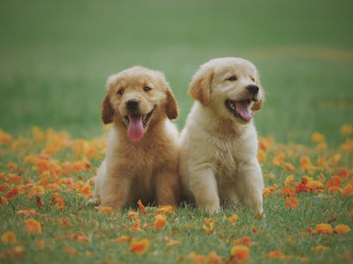 Golden puppies