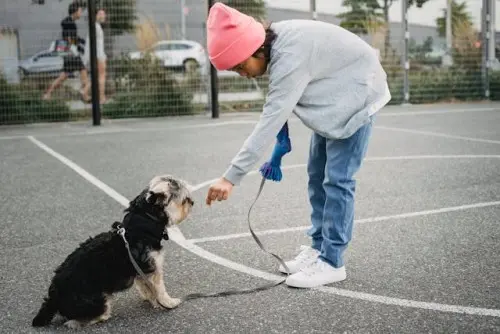 Yorkie on leash