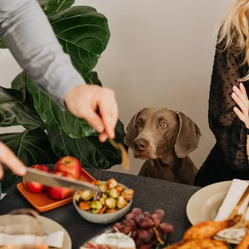 How Does Diet Impact Pet Dental Health?