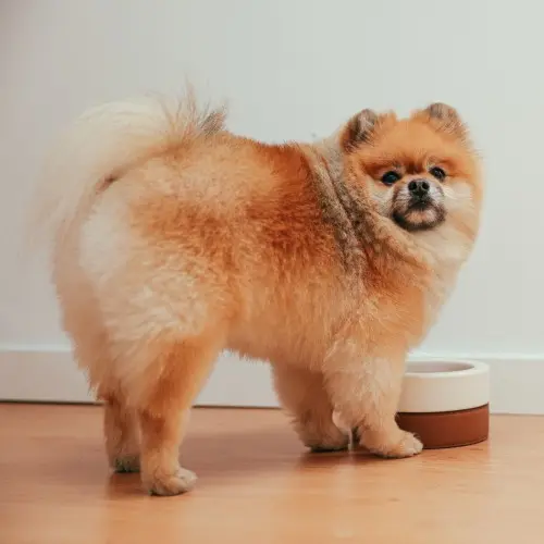 Pomeranian 