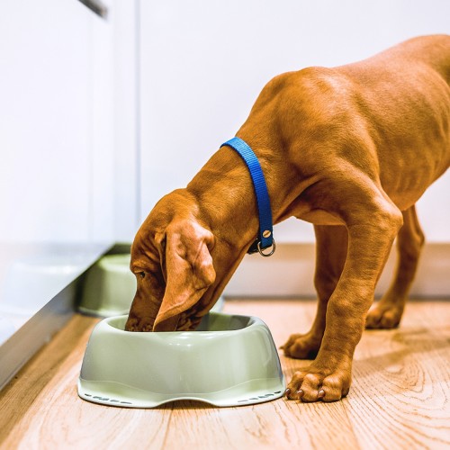 Feeding raw and outlet kibble