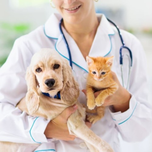 Vet with Dog and Cat