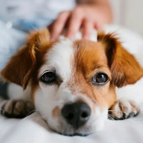 Sick dog