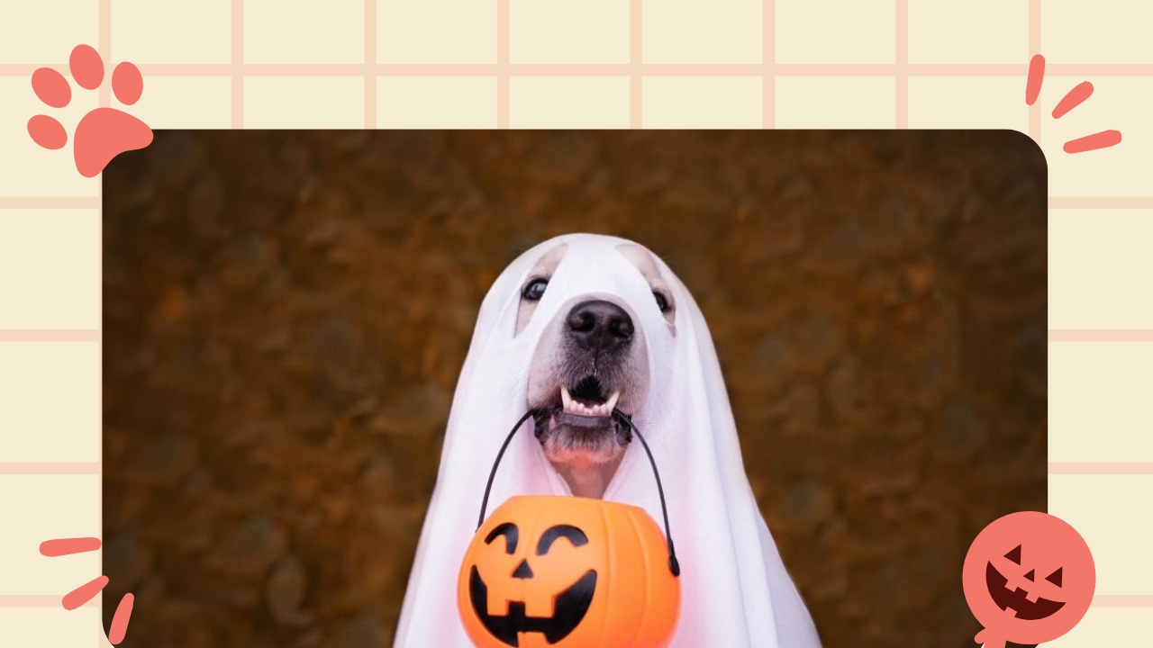 TRICK OR TREAT 1