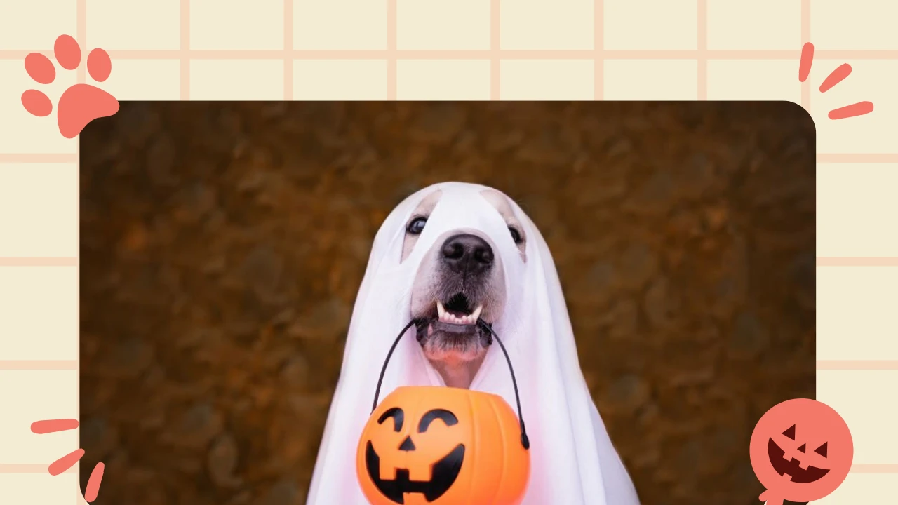 TRICK OR TREAT 1