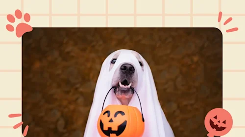 TRICK OR TREAT 1