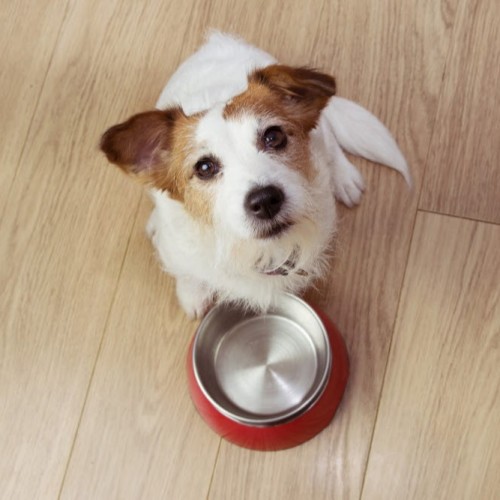 Unveiling The Truth: Are Grains Bad For Dogs? | We Feed Raw
