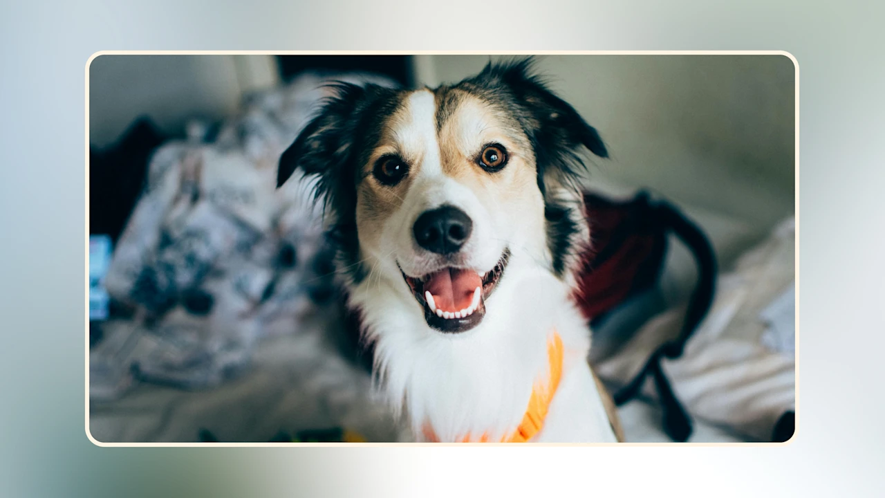 What Is the Best Food for Dogs v1