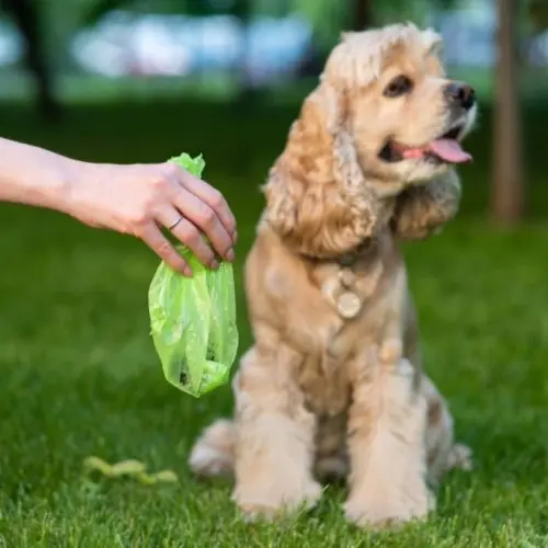 What Does Mucus In Dog Poop Look Like