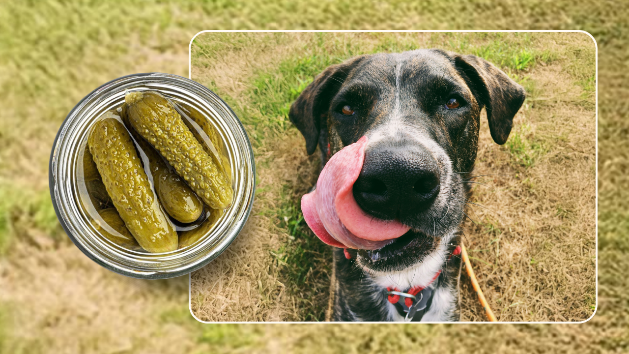 Pickles(1)