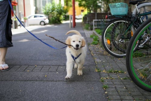 Cream Golden puppy on leash