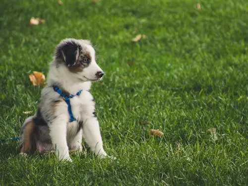 Aussie puppy