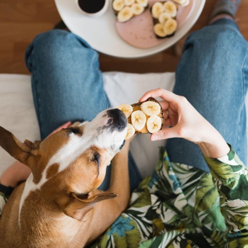 Dog Eating Bread With Slices OF Banana