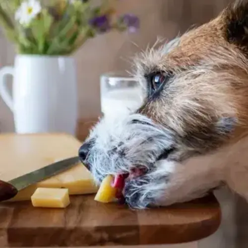 Revealed The Surprising Truth About Dogs Eating Cheese