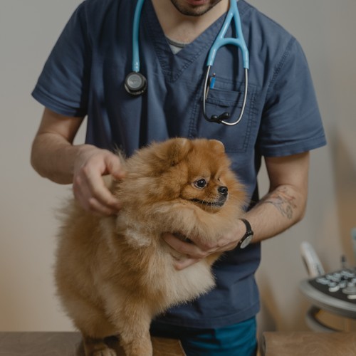 Vet and Dog