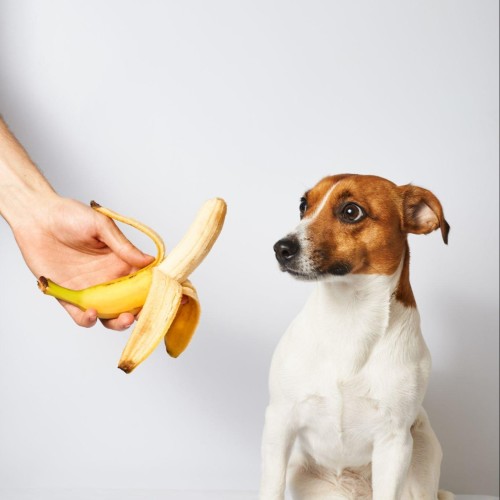 Dog ate outlet banana