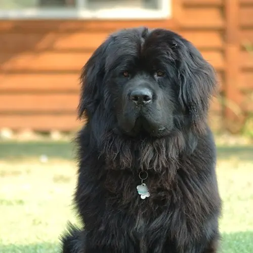 Newfoundland Dog