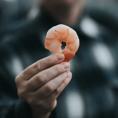 Shrimp