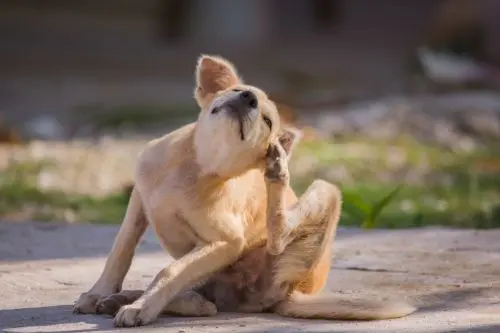 dog food allergy symptoms