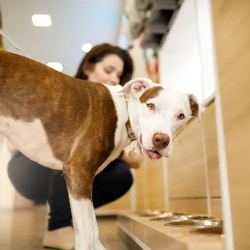 How to Choose the Healthiest Dog Food