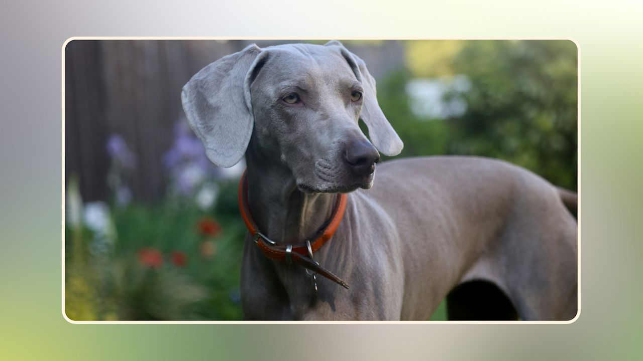 Hero Dog Food For Weight Gain v5