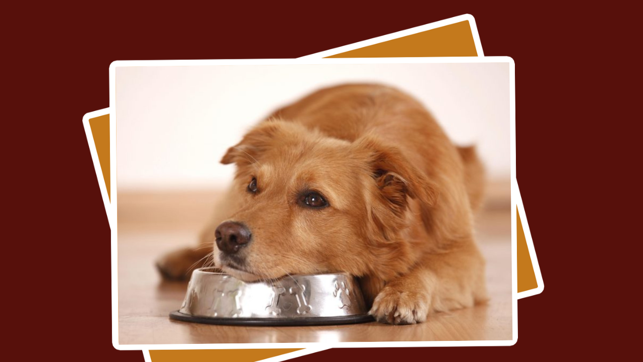 Top Notch Nutrition Best Dog Food for Sensitive Stomach