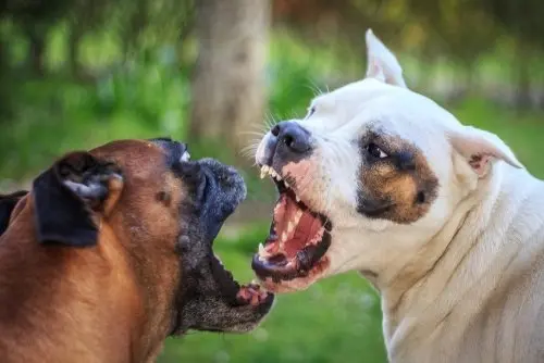 Aggressive Dog Body Language