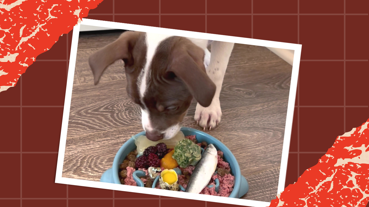 The Benefits of a Raw Food Diet 