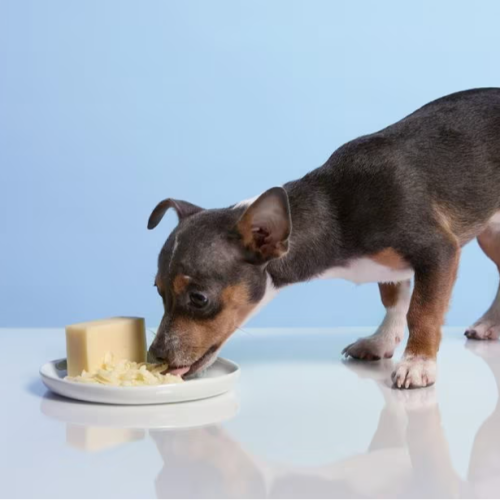 Revealed The Surprising Truth About Dogs Eating Cheese