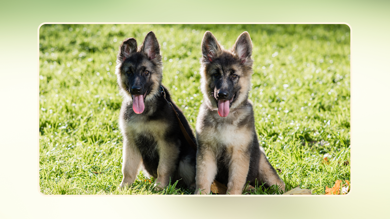 Hero Best Puppy Food for Large Breeds v4