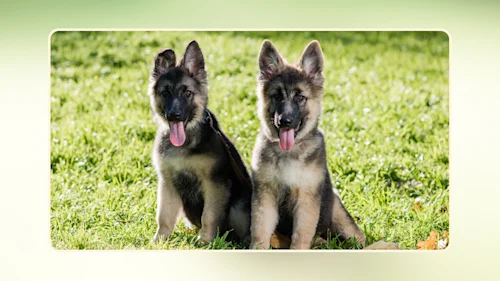 Hero Best Puppy Food for Large Breeds v4