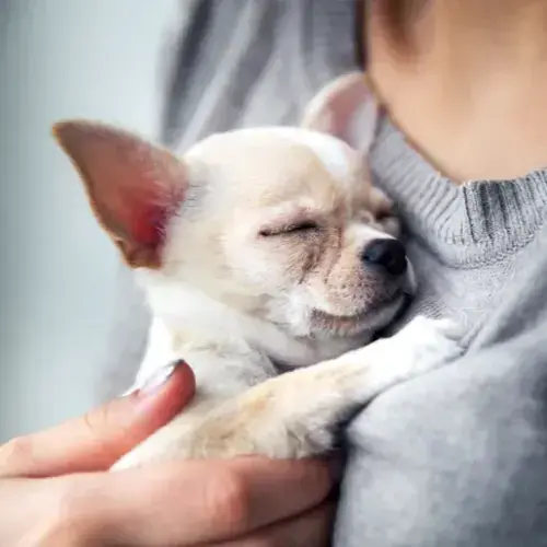 Chihuahua-sleeping-i