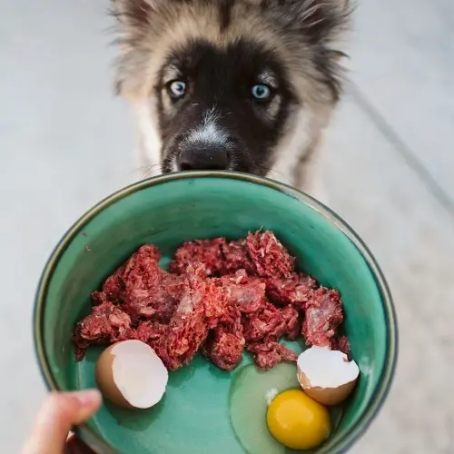 Dog w Bowl of WFR & Egg 4X5