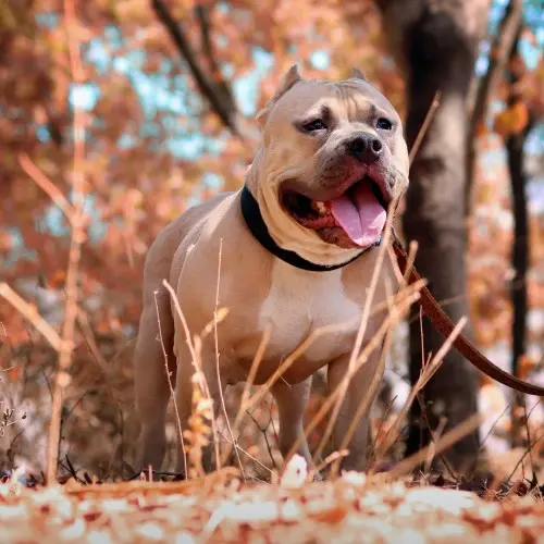 Pitbull