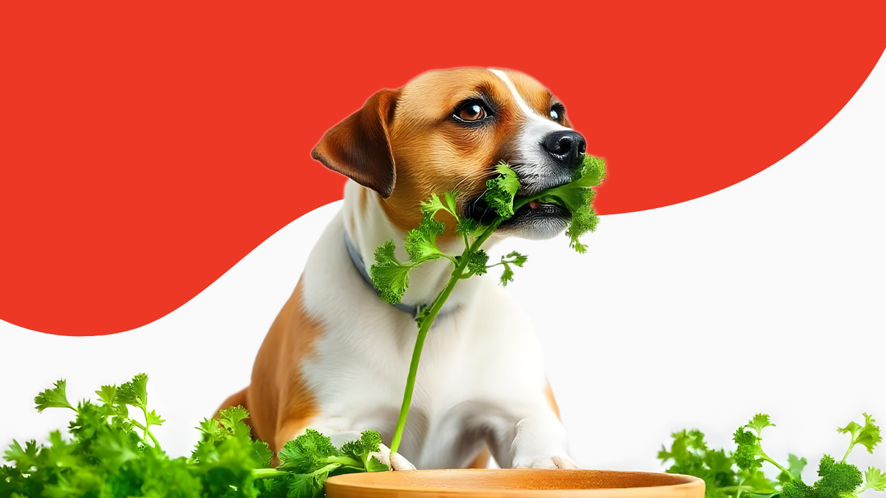 Can Dogs Have Parsley