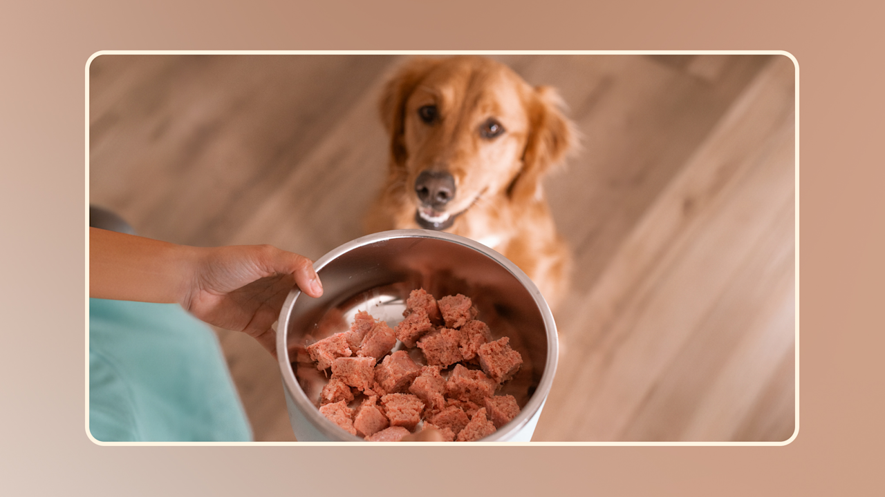 Hero Why Is Raw Food Good for Dogs v1