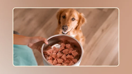 Hero Why Is Raw Food Good for Dogs v1