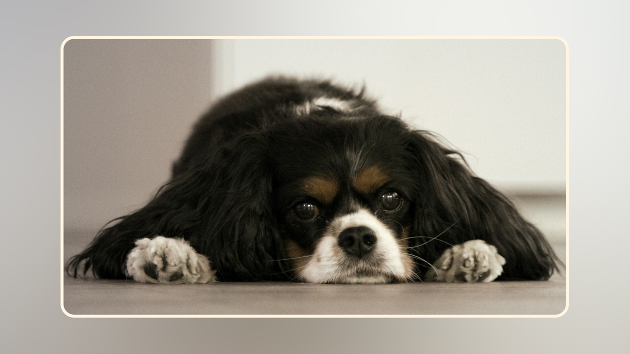 Hero Best Dog Food for Gut Health Improve Digestion v1-1