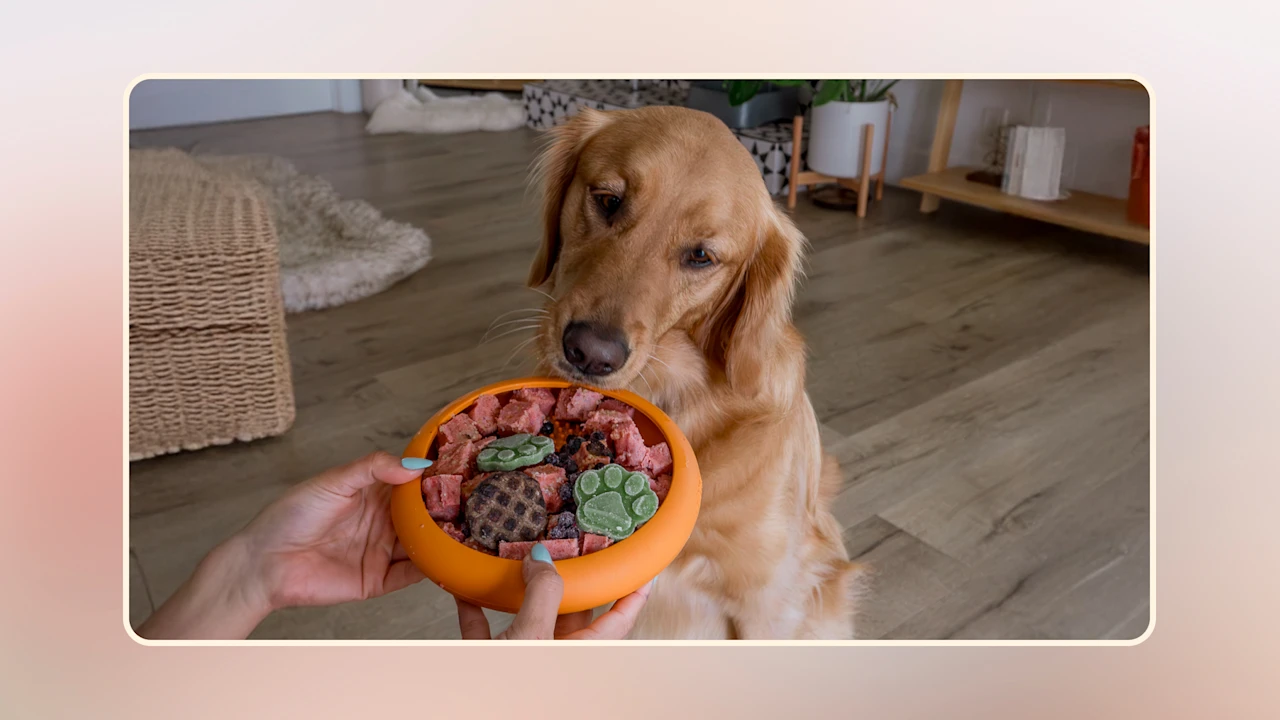 10 Best Dog Food Toppers v2