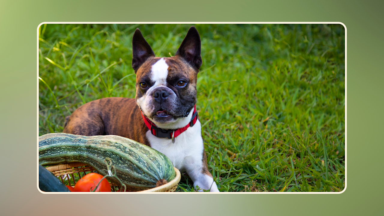 Hero Can Dogs Have Zucchini v4 (1)