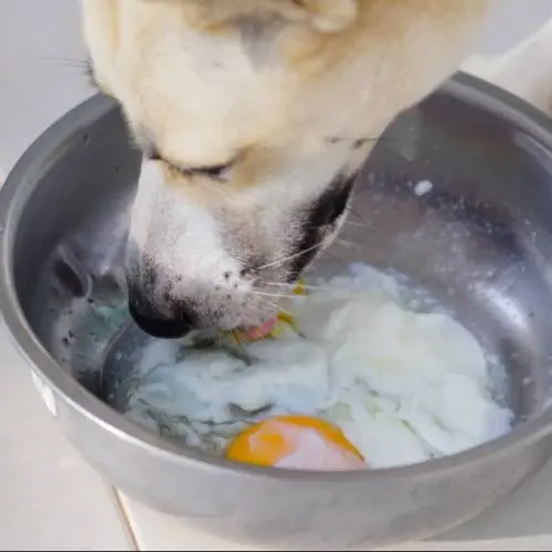 Raw Egg