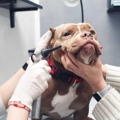 Pitbull