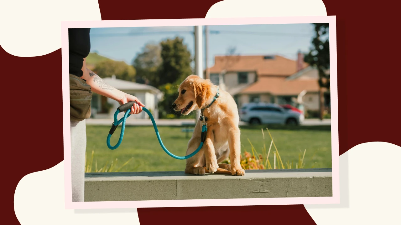 Train Your Puppy for Leash Walks 1280x720