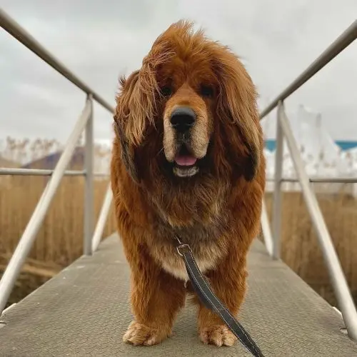 Wally