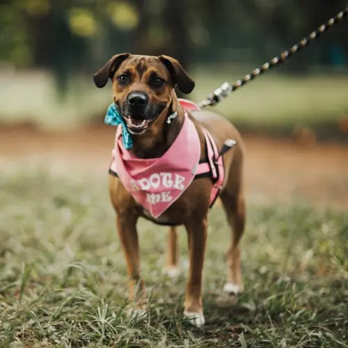 Dog with Leash
