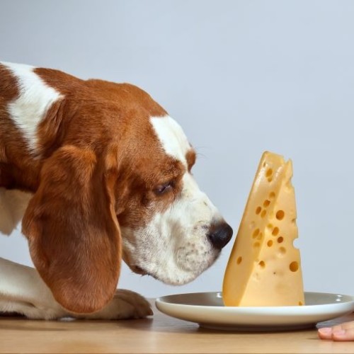 shutterstock 327057857 crop-ed-girl-with-cute-beagle-and-cheese-on-a-white-plate